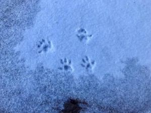 paw prints